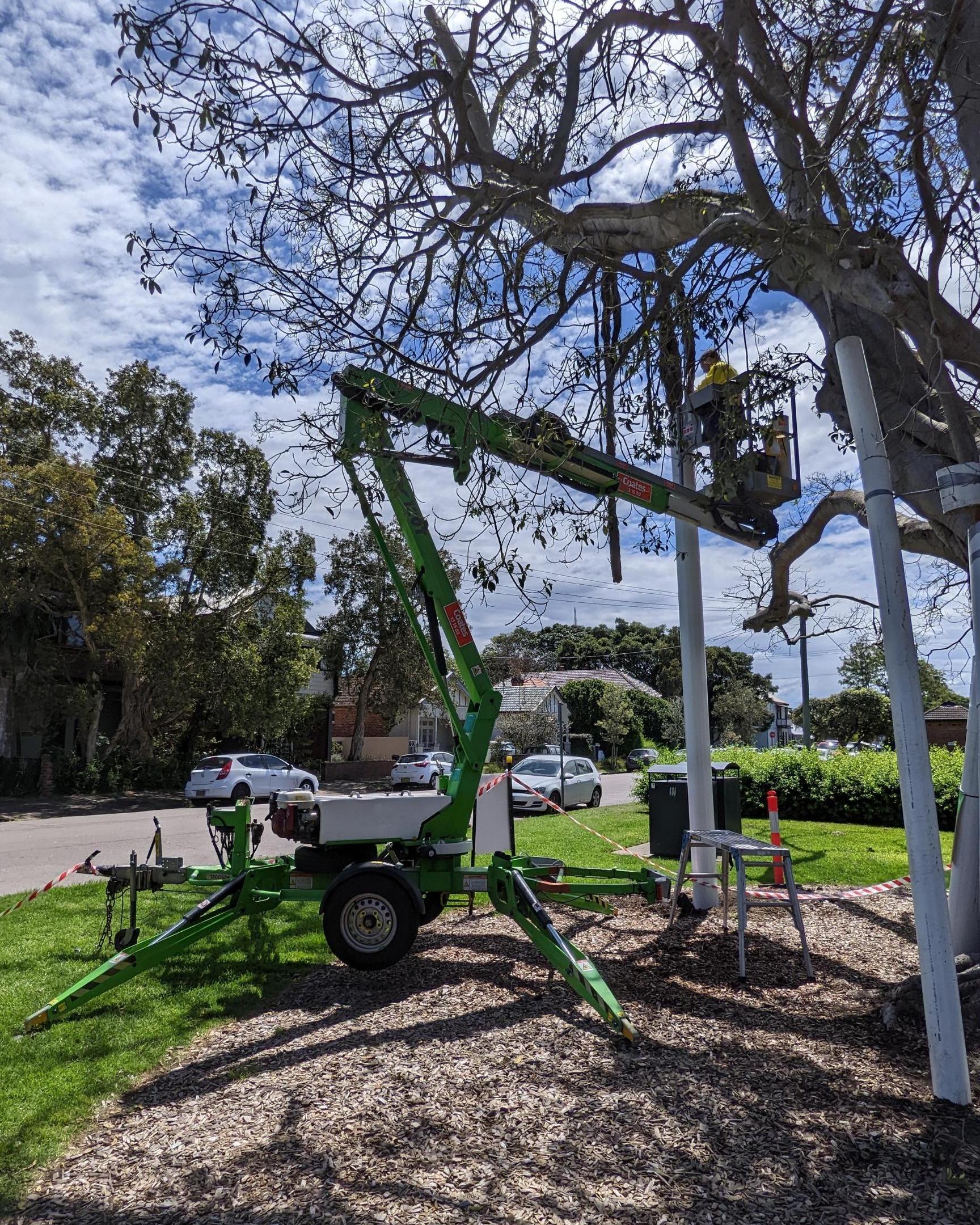 Tree health and pathology assessments are some of our services at HA-BRA-CUL-CHA