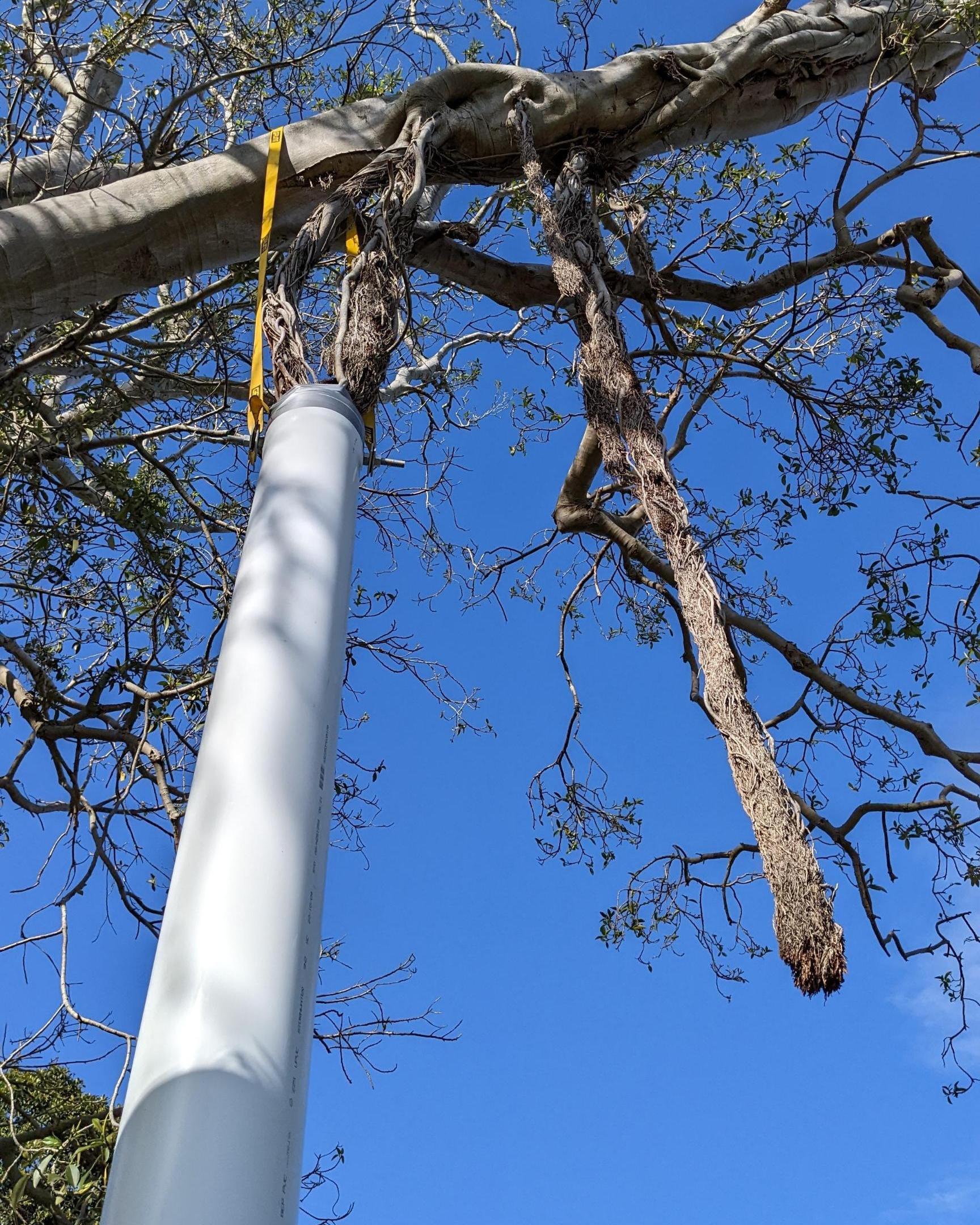 Pipes attached to aerial roots of a fig, packed with soil to help add nutrients