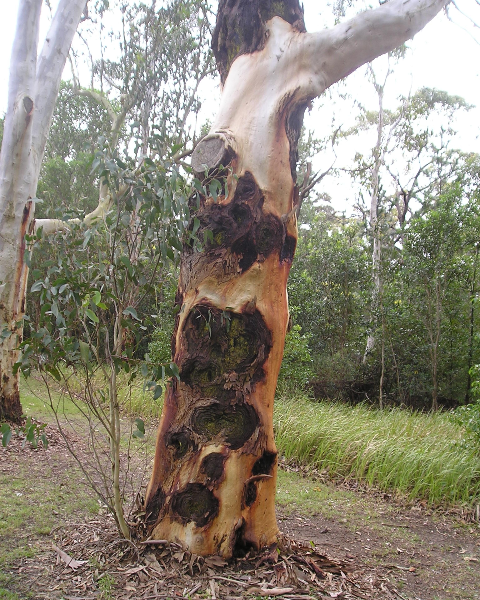 An image of a decaying Angophora costata